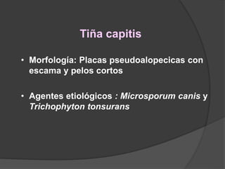 Tiña capitis
• Morfología: Placas pseudoalopecicas con
escama y pelos cortos
• Agentes etiológicos : Microsporum canis y
Trichophyton tonsurans
 