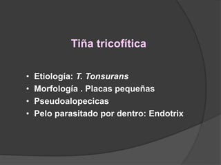 Tiña tricofítica
• Etiología: T. Tonsurans
• Morfología . Placas pequeñas
• Pseudoalopecicas
• Pelo parasitado por dentro: Endotrix
 