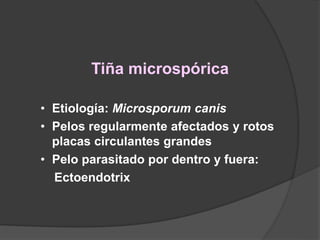 Tiña microspórica
• Etiología: Microsporum canis
• Pelos regularmente afectados y rotos
placas circulantes grandes
• Pelo parasitado por dentro y fuera:
Ectoendotrix
 