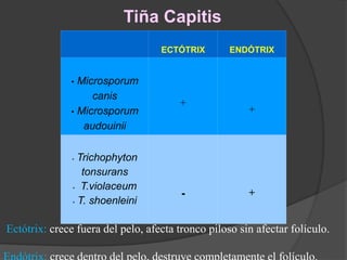 ECTÓTRIX ENDÓTRIX
• Microsporum
canis
• Microsporum
audouinii
+
+
• Trichophyton
tonsurans
• T.violaceum
• T. shoenleini
- +
Tiña Capitis
Ectótrix: crece fuera del pelo, afecta tronco piloso sin afectar folículo.
 