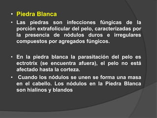 • Piedra Blanca
• Las piedras son infecciones fúngicas de la
porción extrafolicular del pelo, caracterizadas por
la presencia de nódulos duros e irregulares
compuestos por agregados fúngicos.
• En la piedra blanca la parasitación del pelo es
ectrotrix (se encuentra afuera), el pelo no está
afectado hasta la corteza.
• Cuando los nódulos se unen se forma una masa
en el cabello. Los nódulos en la Piedra Blanca
son hialinos y blandos
 