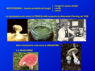 - funghi in senso stretto  MICOTOSSINA = tossina prodotta da funghi  - muffe - lieviti La micotossina più nota è la PENICILLINA scoperta da Alexander Fleming nel 1928 Altre micotossine note sono le AMANITINE e le MUSCARINE 