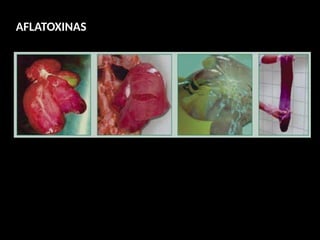 AFLATOXINAS
 