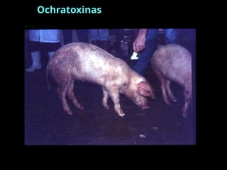 Nefropatia Micotóxica
Ochratoxinas
 