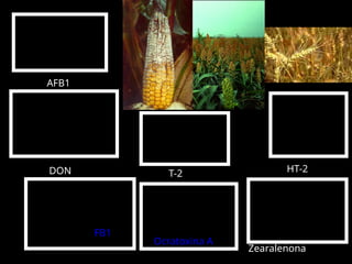 O
O
OCH3
O
O
O
O
H
O
CH3
O
O
H
H
H
O
O
OH
OH
H
H3C
CH2
OH
OAc
I
CH3 O
O
H
H H H
H
CH3
H3C
OH
CH2
OH
O
O
O
O
O
H3C
OH O
H
H
H
COOH
Cl
O
CH3
N O
O
O
OH
HO
O CH3
C
Me
O
O Me OH
OH OH
NH2
C O
COOH
HOOC
O
COOH
HOOC
O
CH2
OH
H3C
CH3
H
H
H
H
H
O
O
CH3
I
OAc
OAc
O
O
O
O
H3C
AFB1
DON T-2 HT-2
FB1
Ocratoxina A
Zearalenona
 