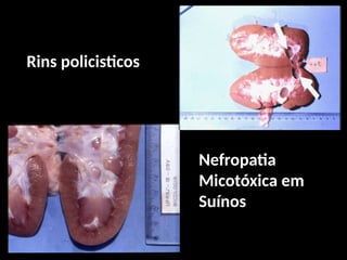 Rins policisticos
Nefropatia
Micotóxica em
Suínos
 