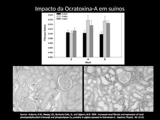 Impacto da Ocratoxina-A em suínos
 