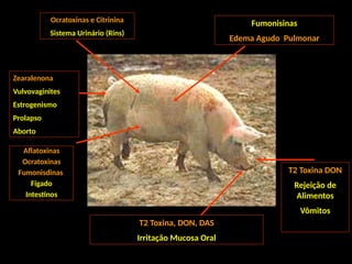 Fumonisinas
Edema Agudo Pulmonar
Ocratoxinas e Citrinina
Sistema Urinário (Rins)
T2 Toxina DON
Rejeição de
Alimentos
Vômitos
Aflatoxinas
Ocratoxinas
Fumonisdinas
Fígado
Intestinos
T2 Toxina, DON, DAS
Irritação Mucosa Oral
Zearalenona
Vulvovaginites
Estrogenismo
Prolapso
Aborto
 