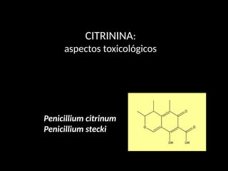 CITRININA:
aspectos toxicológicos
Penicillium citrinum
Penicillium stecki
 