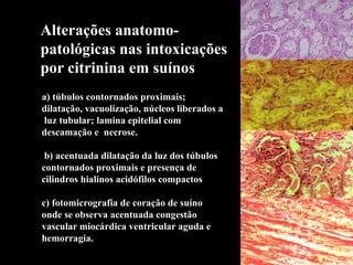 a) túbulos contornados proximais;
dilatação, vacuolização, núcleos liberados a
luz tubular; lamina epitelial com
descamação e necrose.
b) acentuada dilatação da luz dos túbulos
contornados proximais e presença de
cilindros hialinos acidófilos compactos
c) fotomicrografia de coração de suíno
onde se observa acentuada congestão
vascular miocárdica ventricular aguda e
hemorragia.
Alterações anatomo-
patológicas nas intoxicações
por citrinina em suínos
 