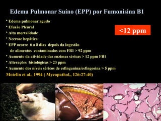 Edema Pulmonar Suíno (EPP) por Fumonisina B1
• Edema pulmonar agudo
• Efusão Pleural
• Alta mortalidade
• Necrose hepática
• EPP ocorre 6 a 8 dias depois da ingestão
de alimentos contaminados com FB1 > 92 ppm
• Aumento da atividade das enzimas séricas > 12 ppm FB1
• Alterações histológicas > 23 ppm
• Aumento dos níveis séricos de esfinganina/esfingosina > 5 ppm
Motelin et al., 1994 ( Mycopathol., 126:27-40)
<12 ppm
 