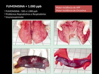 • FUMONISINA - 500 a 1.000 ppb
• Problemas Reprodutivos e Respiratórios
• Imunossupressão
FUMONISINA + 1.000 ppb Maior incidência de APP
Maior incidência de Circovirus
 