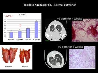 Toxicose Aguda por FB1 – Edema pulmonar
40 ppm for 4 weeks
10 ppm for 8 weeks
SA/SO
!
 