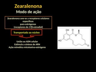 Zearalenona
Modo de ação
Zearalenona une-se a receptores celulares
específicos
para estrógenos
(receptores do 17b-estradiol)
Transportada ao núcleo
União ao ADN celular
Estimula a síntese de ARN
Ação mimética micotoxina-estrógeno
 