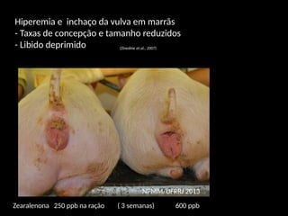 Hiperemia e inchaço da vulva em marrãs
- Taxas de concepção e tamanho reduzidos
- Libido deprimido (Zinedine et al., 2007)
NPMM/UFRRJ 2013
Zearalenona 250 ppb na ração ( 3 semanas) 600 ppb
 
