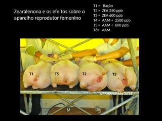 T1 T5 T2 T3
T1 = Ração
T2 = ZEA 250 ppb
T3 = ZEA 600 ppb
T4 = AAM + 2500 ppb
T5 = AAM + 600 ppb
T6= AAM
NPMM/UFRRJ 2013
Zearalenona e os efeitos sobre o
aparelho reprodutor femenino
 