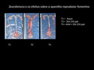 T1 T2 T4
T1 = Ração
T2 = ZEA 250 ppb
T4 = AAM + ZEA 250 ppb
Zearalenona e os efeitos sobre o aparelho reprodutor femenino
 