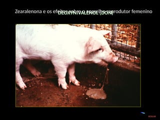DEOXYNIVALENOL (DON)
Efeitos em Animais
- Necrose dérmica e de mucosas
- Diminuição do consumo de alimentos
- Diminuição no ganho de peso
- Diminuição na produção de ovos comerciais
- Efeitos adversos na saúde e na produção
RESILAB
Zearalenona e os efeitos sobre o aparelho reprodutor femenino
 