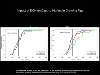 Impact of DON on Days to Market in Growing Pigs
Barrows Gilts
 