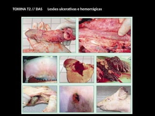 TOXIINA T2 // DAS Lesões ulcerativas e hemorrágicas
 