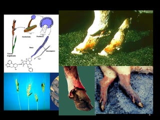 6
Ergotismo
Ciclo do Claviceps e
seus Alcalóides
derivados do Ácido
Lisérgico
 