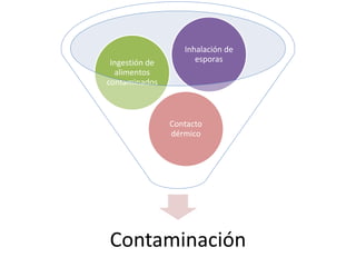 Contaminación
Contacto
dérmico
Ingestión de
alimentos
contaminados
Inhalación de
esporas
 