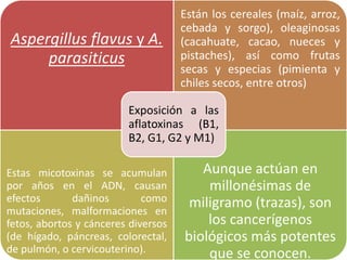 Aspergillus flavus y A.
parasiticus
Están los cereales (maíz, arroz,
cebada y sorgo), oleaginosas
(cacahuate, cacao, nueces y
pistaches), así como frutas
secas y especias (pimienta y
chiles secos, entre otros)
Estas micotoxinas se acumulan
por años en el ADN, causan
efectos dañinos como
mutaciones, malformaciones en
fetos, abortos y cánceres diversos
(de hígado, páncreas, colorectal,
de pulmón, o cervicouterino).
Aunque actúan en
millonésimas de
miligramo (trazas), son
los cancerígenos
biológicos más potentes
que se conocen.
Exposición a las
aflatoxinas (B1,
B2, G1, G2 y M1)
 