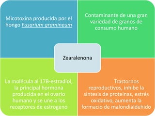 Micotoxina producida por el
hongo Fusarium gramineum
Contaminante de una gran
variedad de granos de
consumo humano
La molécula al 17B-estradiol,
la principal hormona
producida en el ovario
humano y se une a los
receptores de estrogeno
Trastornos
reproductivos, inhibe la
sintesis de proteinas, estrés
oxidativo, aumenta la
formacio de malondialdehido
Zearalenona
 