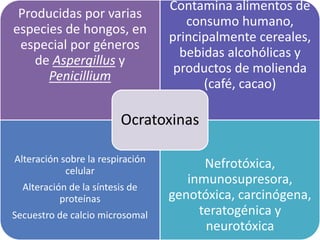Producidas por varias
especies de hongos, en
especial por géneros
de Aspergillus y
Penicillium
Contamina alimentos de
consumo humano,
principalmente cereales,
bebidas alcohólicas y
productos de molienda
(café, cacao)
Alteración sobre la respiración
celular
Alteración de la síntesis de
proteínas
Secuestro de calcio microsomal
Nefrotóxica,
inmunosupresora,
genotóxica, carcinógena,
teratogénica y
neurotóxica
Ocratoxinas
 