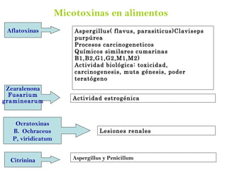 Actividad estrogénica Micotoxinas en alimentos Zearalenona Fusarium graminearum Ocratoxinas Ochraceus P, viridicatum Citrinina Aspergillus y Penicillum Aflatoxinas Aspergillus( flavus, parasiticus)Claviseps purpúrea Procesos carcinogeneticos Químicos similares cumarinas B1,B2,G1,G2,M1,M2) Actividad biológica: toxicidad, carcinogenesis, muta génesis, poder teratógeno Lesiones renales 
