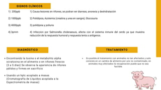 1) 200ppb
2) 1000ppb
3) 4000ppb
4) 3pmm
SIGNOS CLÍNICOS
1) Causa lesiones en riñones, se podran ver diarreas, anorexia y deshidratación
2) Polidipsia, Azotemia (creatina y urea en sangre), Glucosuria
3) polidipsia y poliuria
4) Infeccion por Salmonella choleraesuis, afecta con el sistema inmune del cerdo ya que muestra
reducción de la respuesta humoral y respuesta lenta a antígenos.
DIAGNÓSTICO
Encontrando la toxina o el metabolito alpha
ocratoxina en el alimento o en riñones frescos
(3 a 5 días) Se observa la apariencia de riñones
pálidos y firmes en sacrificio
Usando un hplc acoplado a masas
(Cromatografía de Líquidos acoplada a la
Espectrometría de masas)
TRATAMIENTO
Es posible el tratamiento con animales no tan afectados y solo
consiste en un cambio de alimento por uno no contaminado, en
animales muy afectados la recuperación puede que no sea
factible.
 