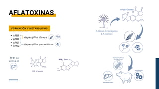AFB1
AFB2
AFG1
AFG2
Aspergillus flavus
Aspergillus parasiticus
FORMACIÓN Y METABOLISMO
AFLATOXINAS
AFB1 se
activa en
 
