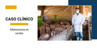 Aflatoxicosis en
cerdas
CASO CLÍNICO
 