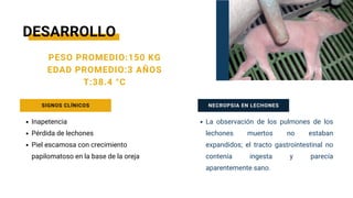 Inapetencia
Pérdida de lechones
Piel escamosa con crecimiento
papilomatoso en la base de la oreja
PESO PROMEDIO:150 KG
EDAD PROMEDIO:3 AÑOS
T:38.4 °C
La observación de los pulmones de los
lechones muertos no estaban
expandidos; el tracto gastrointestinal no
contenía ingesta y parecía
aparentemente sano.
SIGNOS CLÍNICOS
DESARROLLO
NECROPSIA EN LECHONES
 