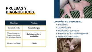 Muestras Pruebas
Suero de la cerda Rosa de Bengala
Hisopado vaginal y
liquido torácico de
los lechones muertos
Cultivo y muestra de
sensibilidad
Alimento con Moho Cultivo
DIAGNÓSTICO DIFERENCIAL
Brucelosis
Micotoxicosis
Intoxicación por cobre
Infección en el tracto urogenital
Peste Porcina Clásica
PRUEBAS Y
DIAGNÓSTICOS
 