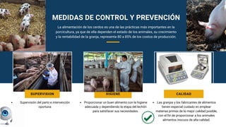 MEDIDAS DE CONTROL Y PREVENCIÓN
Supervisión del parto e intervención
oportuna
Proporcionar un buen alimento con la higiene
adecuada y dependiendo la etapa del lechón
para satisfacer sus necesidades.
SUPERVISION HIGIENE
Las granjas y los fabricantes de alimentos
tienen especial cuidado en emplear
materias primas de la mejor calidad posible,
con el fin de proporcionar a los animales
alimentos inocuos de alta calidad.
CALIDAD
La alimentación de los cerdos es una de las prácticas más importantes en la
porcicultura, ya que de ella dependen el estado de los animales, su crecimiento
y la rentabilidad de la granja, representa 80 a 85% de los costos de producción.
 