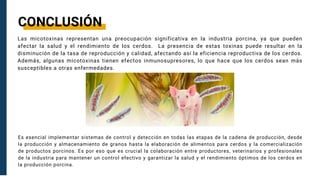 CONCLUSIÓN
Las micotoxinas representan una preocupación significativa en la industria porcina, ya que pueden
afectar la salud y el rendimiento de los cerdos. La presencia de estas toxinas puede resultar en la
disminución de la tasa de reproducción y calidad, afectando así la eficiencia reproductiva de los cerdos.
Además, algunas micotoxinas tienen efectos inmunosupresores, lo que hace que los cerdos sean más
susceptibles a otras enfermedades.
Es esencial implementar sistemas de control y detección en todas las etapas de la cadena de producción, desde
la producción y almacenamiento de granos hasta la elaboración de alimentos para cerdos y la comercialización
de productos porcinos. Es por eso que es crucial la colaboración entre productores, veterinarios y profesionales
de la industria para mantener un control efectivo y garantizar la salud y el rendimiento óptimos de los cerdos en
la producción porcina.
 