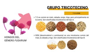 T-2 es común en maíz, cebada, sorgo, trigo, pero principalmente en
la avena. Son clasificadas tricotecenos del tipo A.
DON (deoxinivalenol o vomitoxina) es una micotoxina común del
maíz, la cebada y trigo. Son clasificados tricotecenos del tipo B.
HONGOS DEL
GÉNERO FUSARIUM
GRUPO TRICOTECENO
T-2 & DON
 