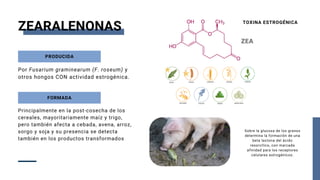 PRODUCIDA
ZEARALENONAS
Por Fusarium graminearum (F. roseum) y
otros hongos CON actividad estrogénica.
Principalmente en la post-cosecha de los
cereales, mayoritariamente maíz y trigo,
pero también afecta a cebada, avena, arroz,
sorgo y soja y su presencia se detecta
también en los productos transformados
FORMADA
Sobre la glucosa de los granos
determina la formación de una
beta lactona del ácido
resorcílico, con marcada
afinidad para los receptores
celulares estrogénicos.
TOXINA ESTROGÉNICA
 
