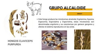 Este hongo produce las micotoxinas alcaloide; Ergotamina, Egosina,
Ergocorina, Ergocriptina y Ergocristina, estas micotoxinas son
denominadas ergotismo y se caracterizan por generar gangrena y
afectar el sistema reproductivo en las cerda.
HONGOS CLAVICEPS
PURPUREA
GRUPO ALCALOIDE
ERGOT
 