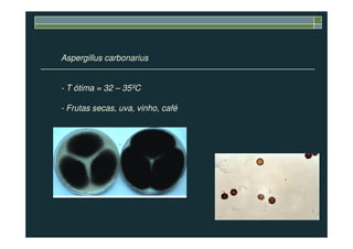 Aspergillus carbonarius
- T ótima = 32 – 35ºC
- Frutas secas, uva, vinho, café
 