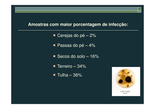 Amostras com maior porcentagem de infecção:
Cerejas do pé – 2%
Passas do pé – 4%
Secos do solo – 16%Secos do solo – 16%
Terreiro – 34%
Tulha – 36%
 