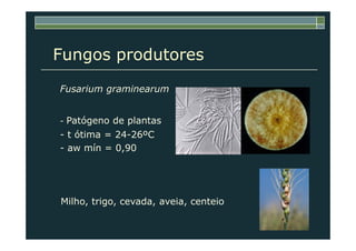 Fungos produtores
Fusarium graminearum
- Patógeno de plantas- Patógeno de plantas
- t ótima = 24-26ºC
- aw mín = 0,90
Milho, trigo, cevada, aveia, centeio
 