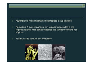 Aspergillus é mais importante nos trópicos e sub-trópicos
Penicillium é mais importante em regiões temperadas e nas
regiões polares, mas certas espécies são também comuns nos
trópicostrópicos
Fusarium são comuns em toda parte
 