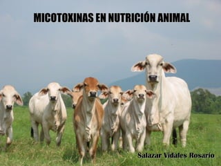 MICOTOXINAS EN NUTRICIÓN ANIMAL Salazar Vidales Rosario 