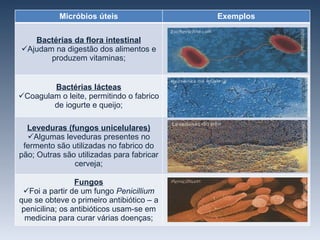 Micróbios úteis Exemplos Bactérias da flora intestinal Ajudam na digestão dos alimentos e produzem vitaminas; Bactérias lácteas Coagulam o leite, permitindo o fabrico de iogurte e queijo; Leveduras (fungos unicelulares) Algumas leveduras presentes no fermento são utilizadas no fabrico do pão; Outras são utilizadas para fabricar cerveja; Fungos Foi a partir de um fungo  Penicillium  que se obteve o primeiro antibiótico – a penicilina; os antibióticos usam-se em medicina para curar várias doenças; 