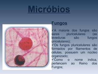Micróbios Fungos A maioria dos fungos são seres pluricelulares (as leveduras são fungos unicelulares); Os fungos pluricelulares são formados por filamentos de células, possuem um núcleo organizado; Como o nome indica, pertencem ao Reino dos Fungos; 