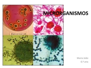 MICRORGANISMOS
Maria João
6.º ano
 