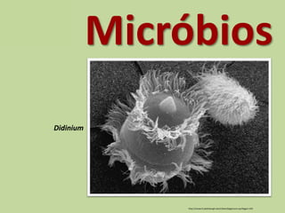 Micróbios
Didinium
http://research.plattsburgh.edu/ciliates/bigpicture.asp?bigpic=242
 