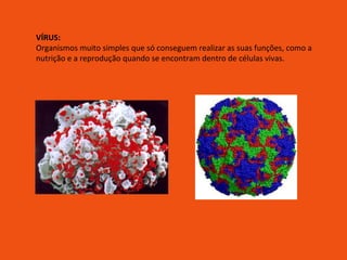 VÍRUS: Organismos muito simples que só conseguem realizar as suas funções, como a nutrição e a reprodução quando se encontram dentro de células vivas. 